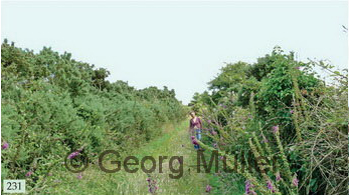 Low hedge 1.2 m high